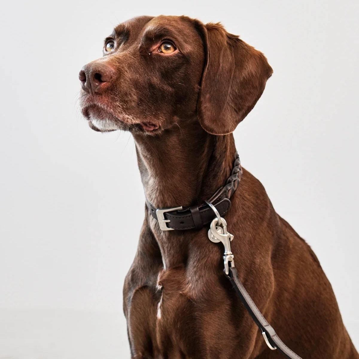 Collier en cuir tressé pour chien chocolat - kasibe