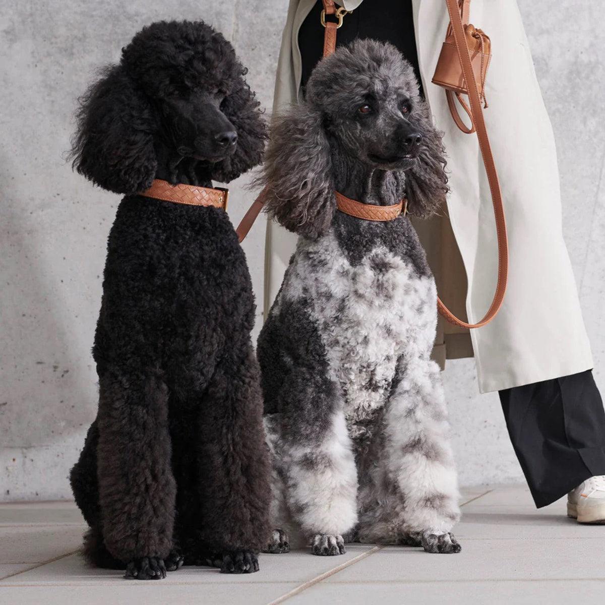 Collier en cuir pour chien tressé à la main - PRESTIGE - Kasibe