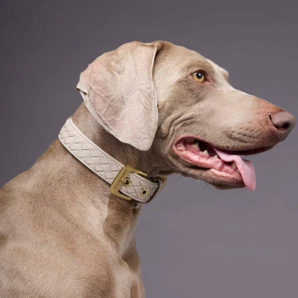 Collier en cuir pour chien tressé à la main - PRESTIGE - Kasibe