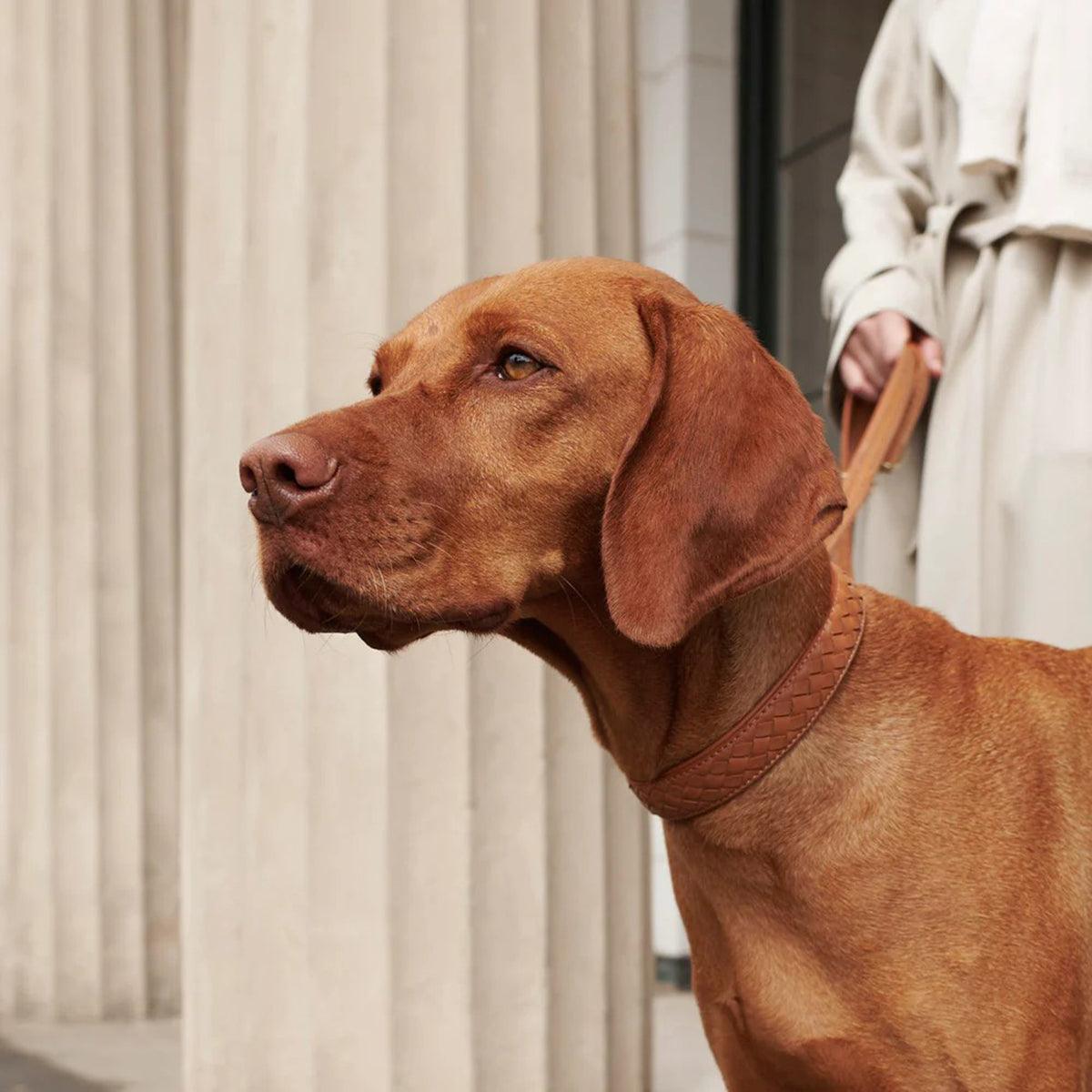 Collier en cuir pour chien tressé à la main - PRESTIGE - Kasibe