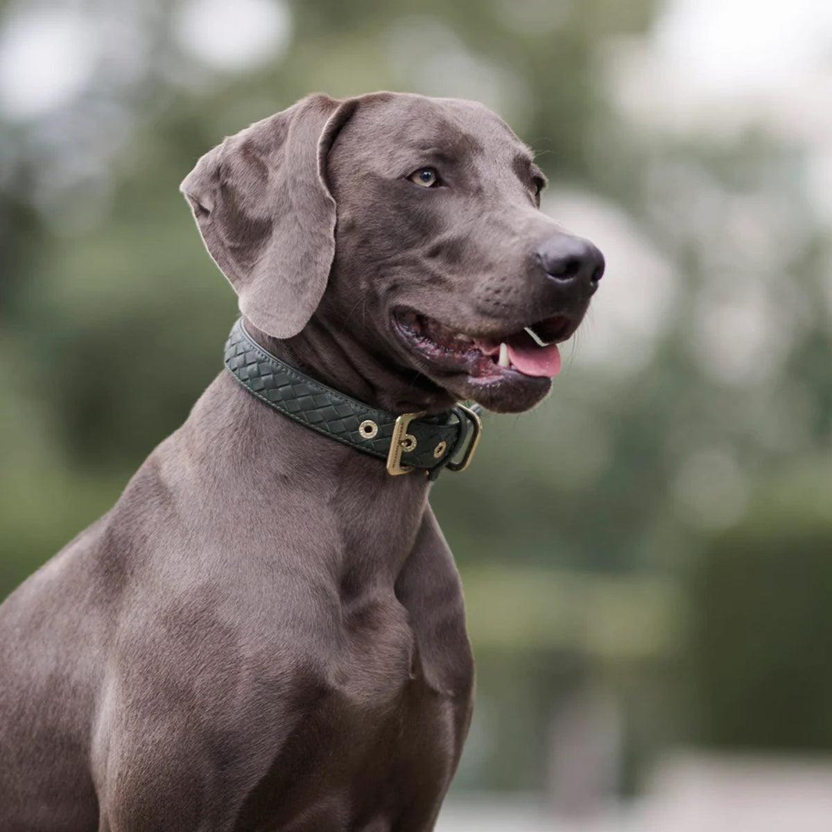 Collier en cuir pour chien tressé à la main - PRESTIGE - Kasibe