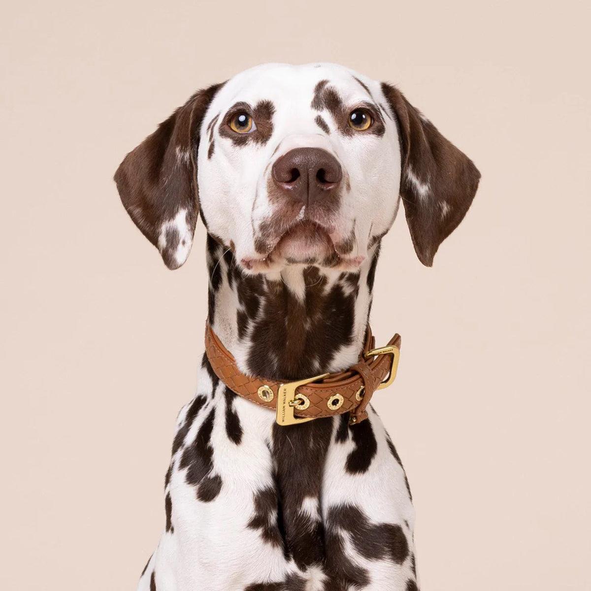 Collier en cuir pour chien tressé à la main - PRESTIGE - Kasibe
