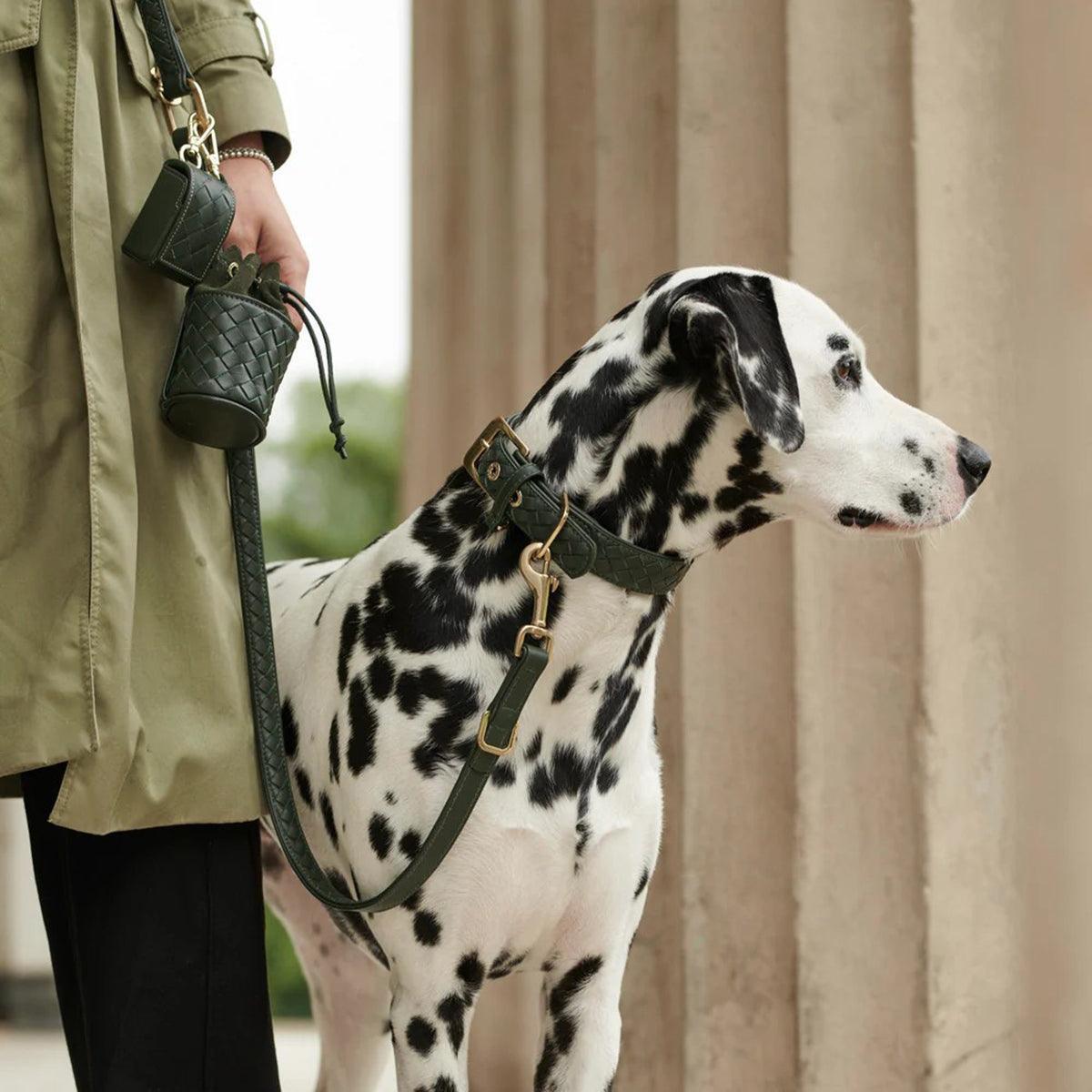 Collier en cuir pour chien tressé à la main - PRESTIGE - Kasibe