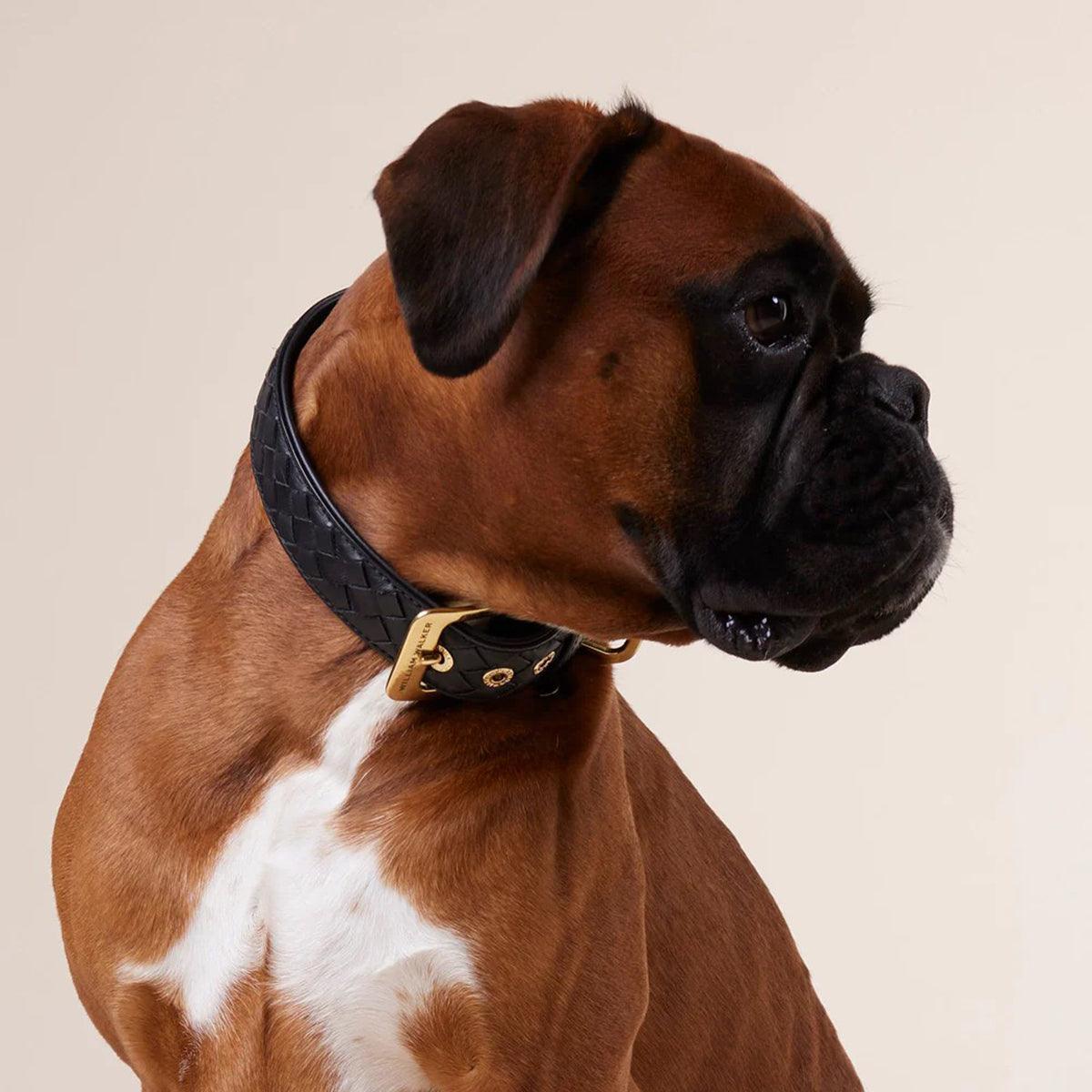 Collier en cuir pour chien tressé à la main - PRESTIGE - Kasibe