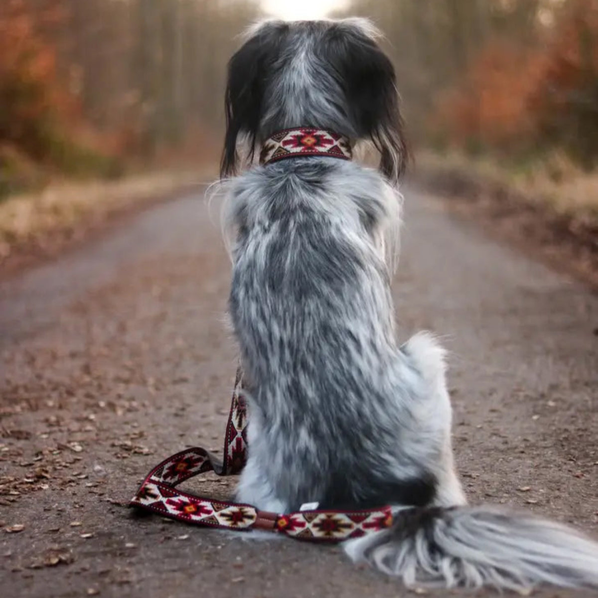 Collier et laisse pour chien bohème - PEYOLT - Kasibe
