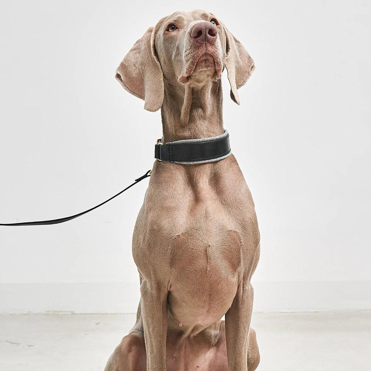 Collier large pour chien - SIENA - Kasibe