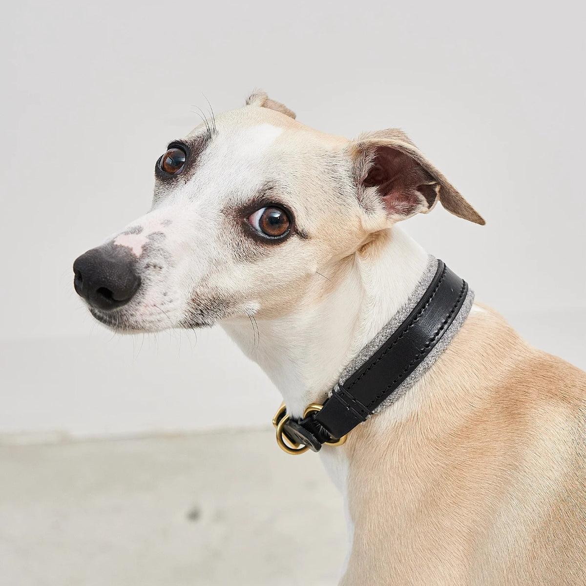 Collier large pour chien - SIENA - Kasibe