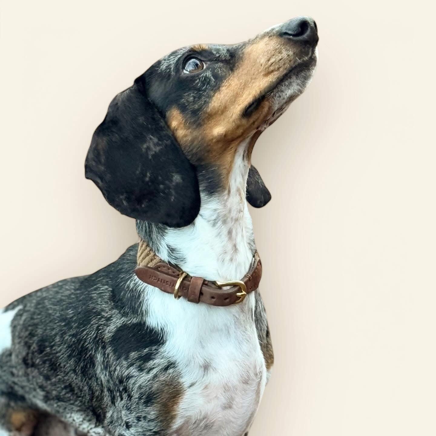 Collier pour chien artisanal en cuir et coton - PATAGONIE - Kasibe