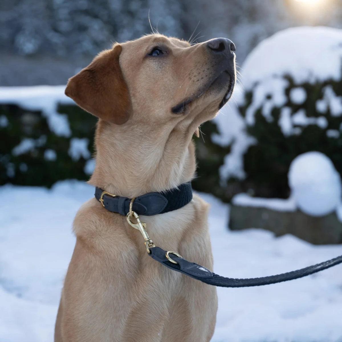 Collier pour chien artisanal en cuir et coton - PATAGONIE - Kasibe