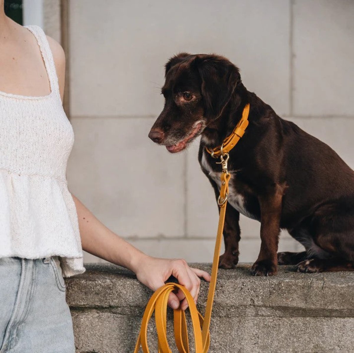 Collier pour chien artisanal - FIR - Kasibe
