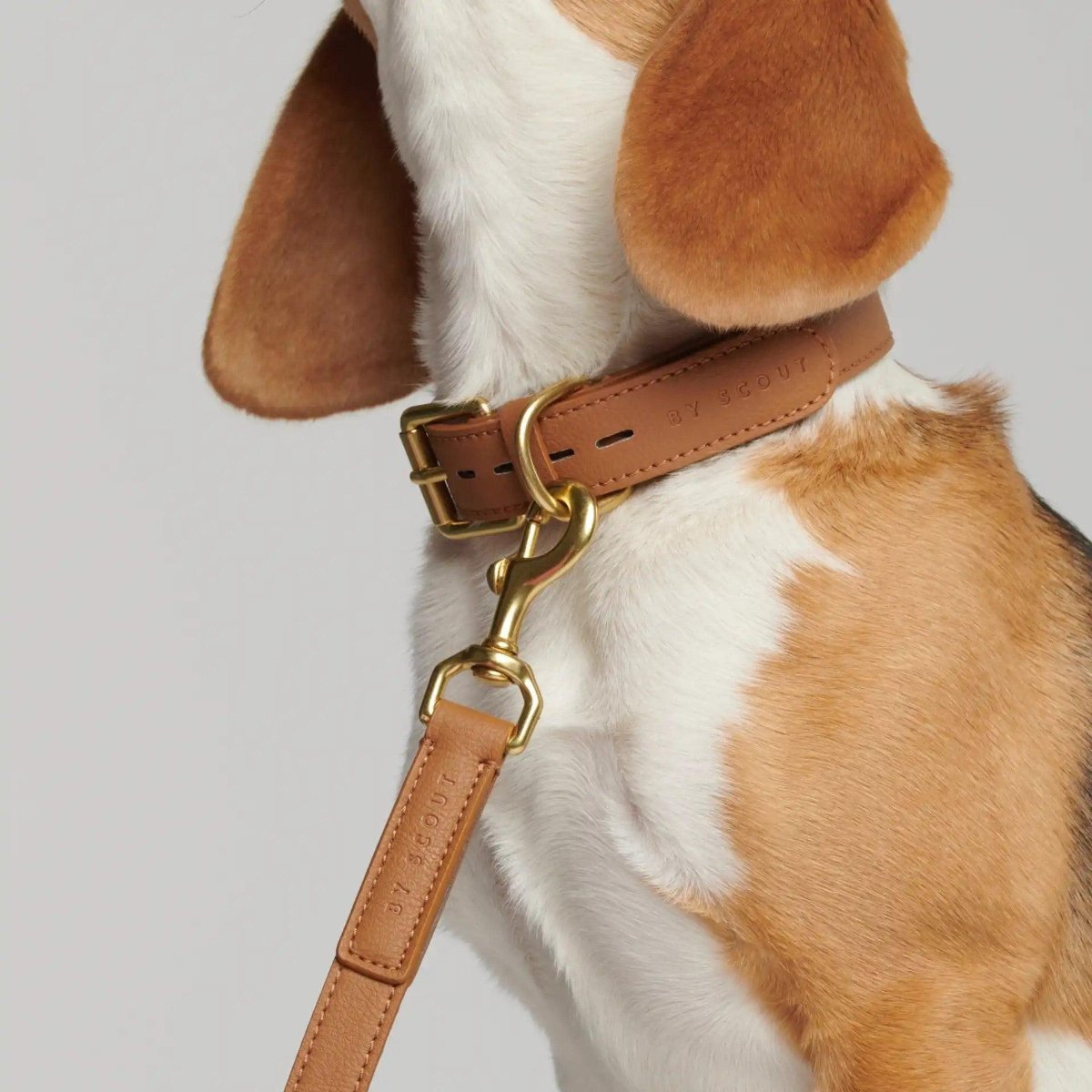 Collier pour chien de luxe - MELA BASIC - Kasibe