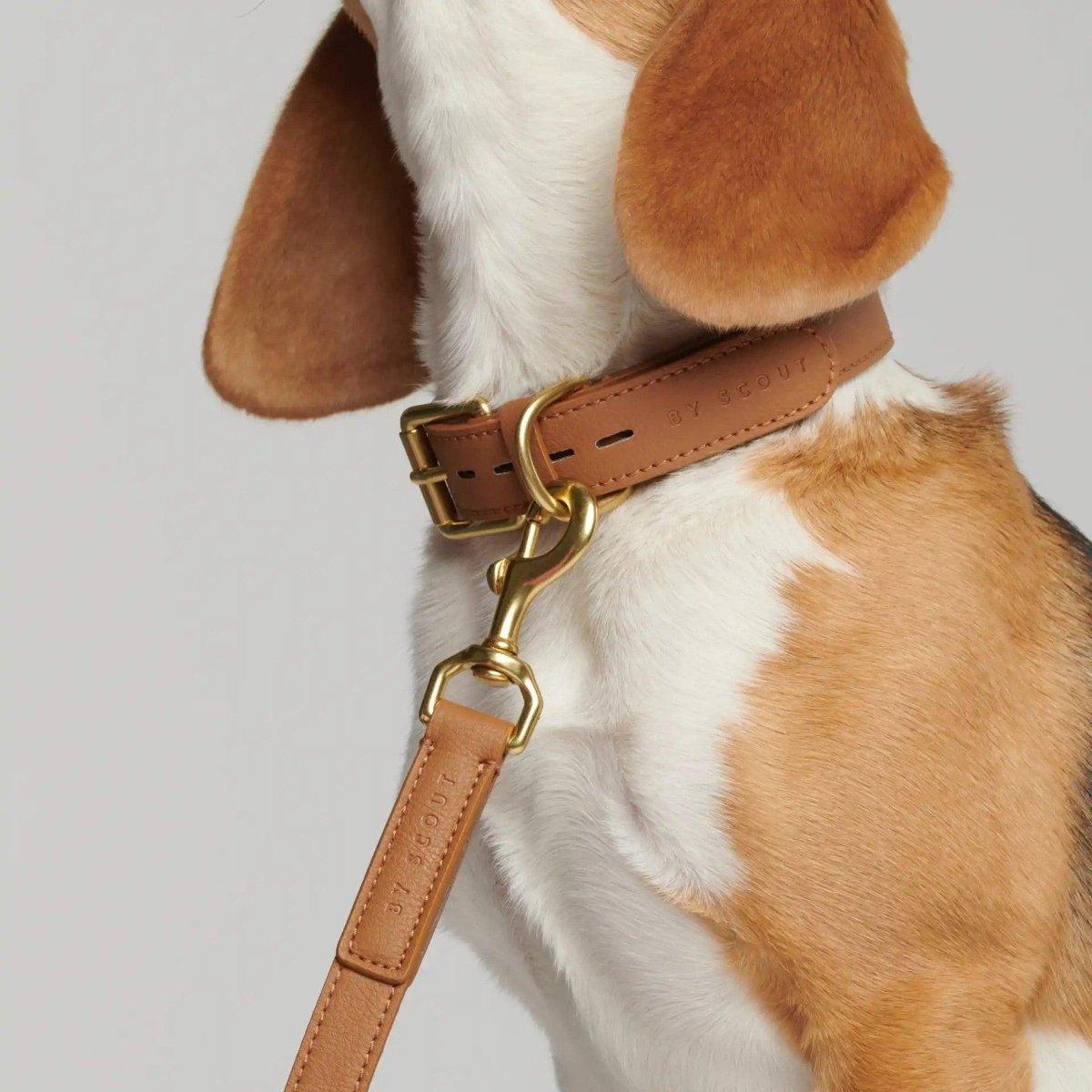 Collier pour chien de luxe - MELA BASIC - Kasibe