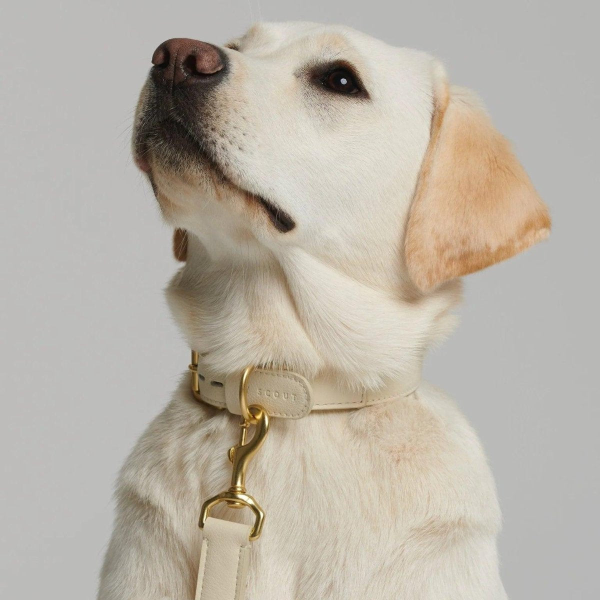 Collier pour chien de luxe - MELA BASIC - Kasibe