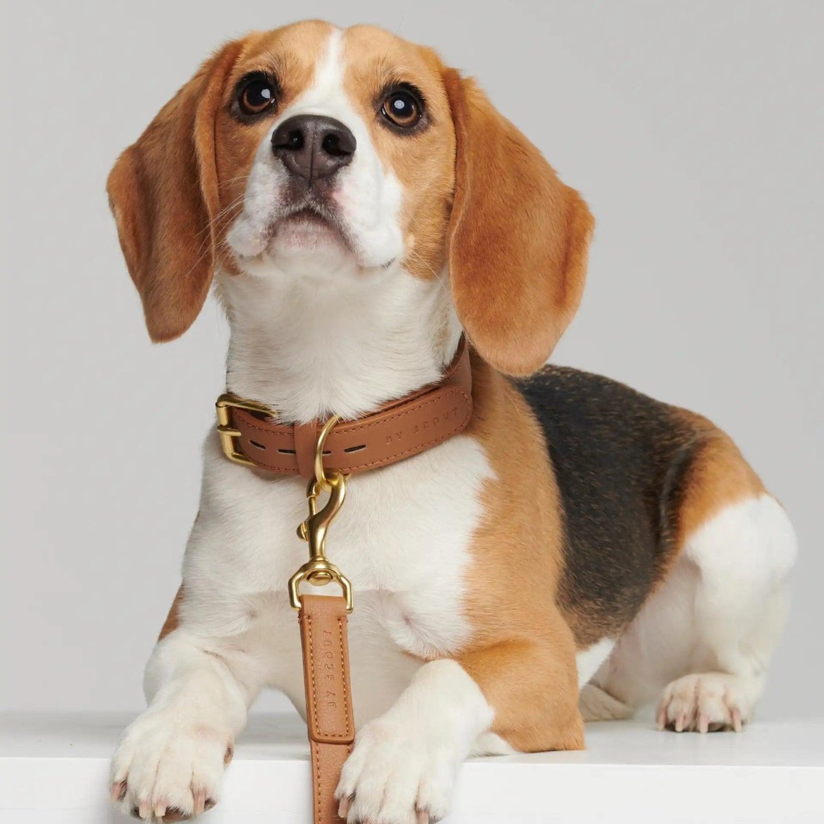 Collier pour chien de luxe - MELA BASIC - Kasibe