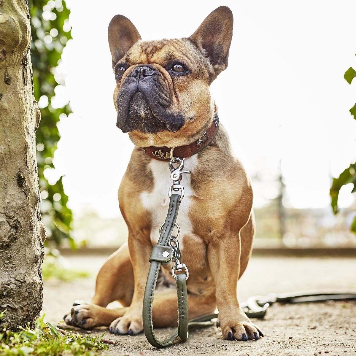 Collier pour chien en cuir décoré - SWISS - Kasibe