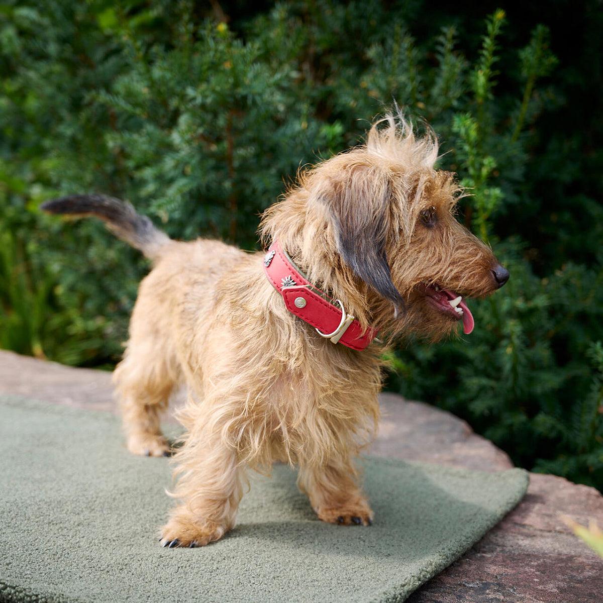 Collier pour chien en cuir décoré - SWISS - Kasibe