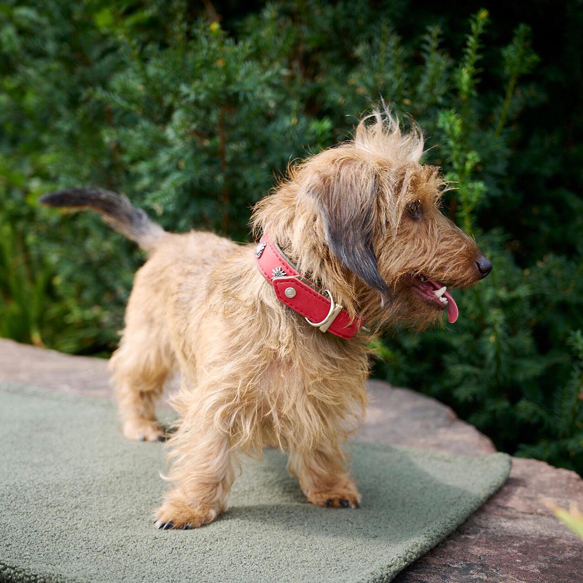 Collier pour chien en cuir décoré - SWISS - Kasibe