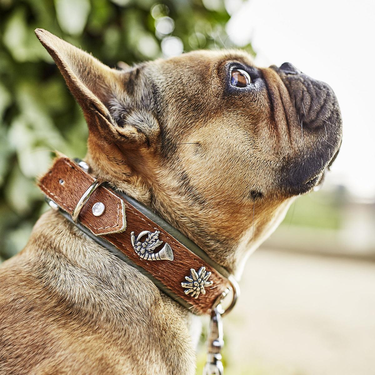 Collier pour chien en cuir décoré - SWISS - Kasibe