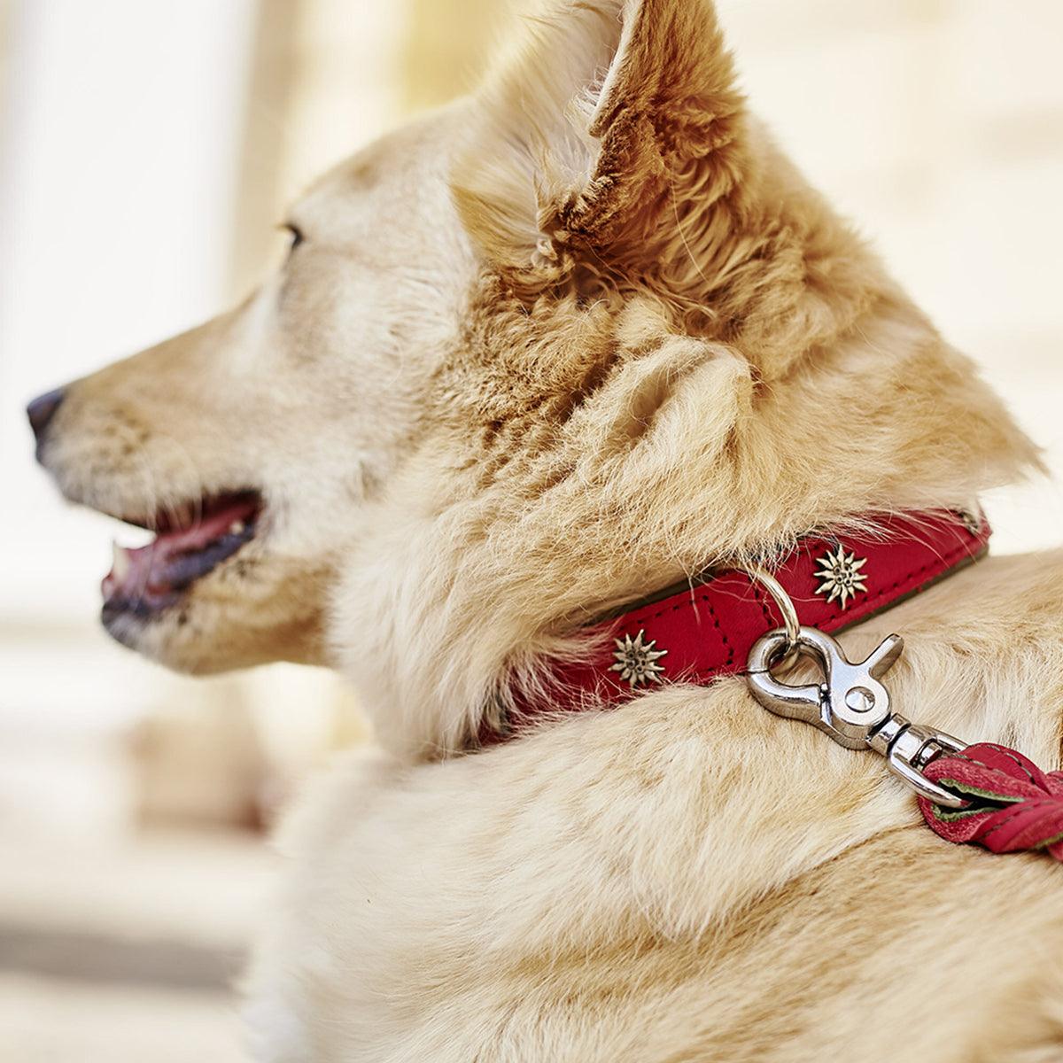 Collier pour chien en cuir décoré - SWISS - Kasibe
