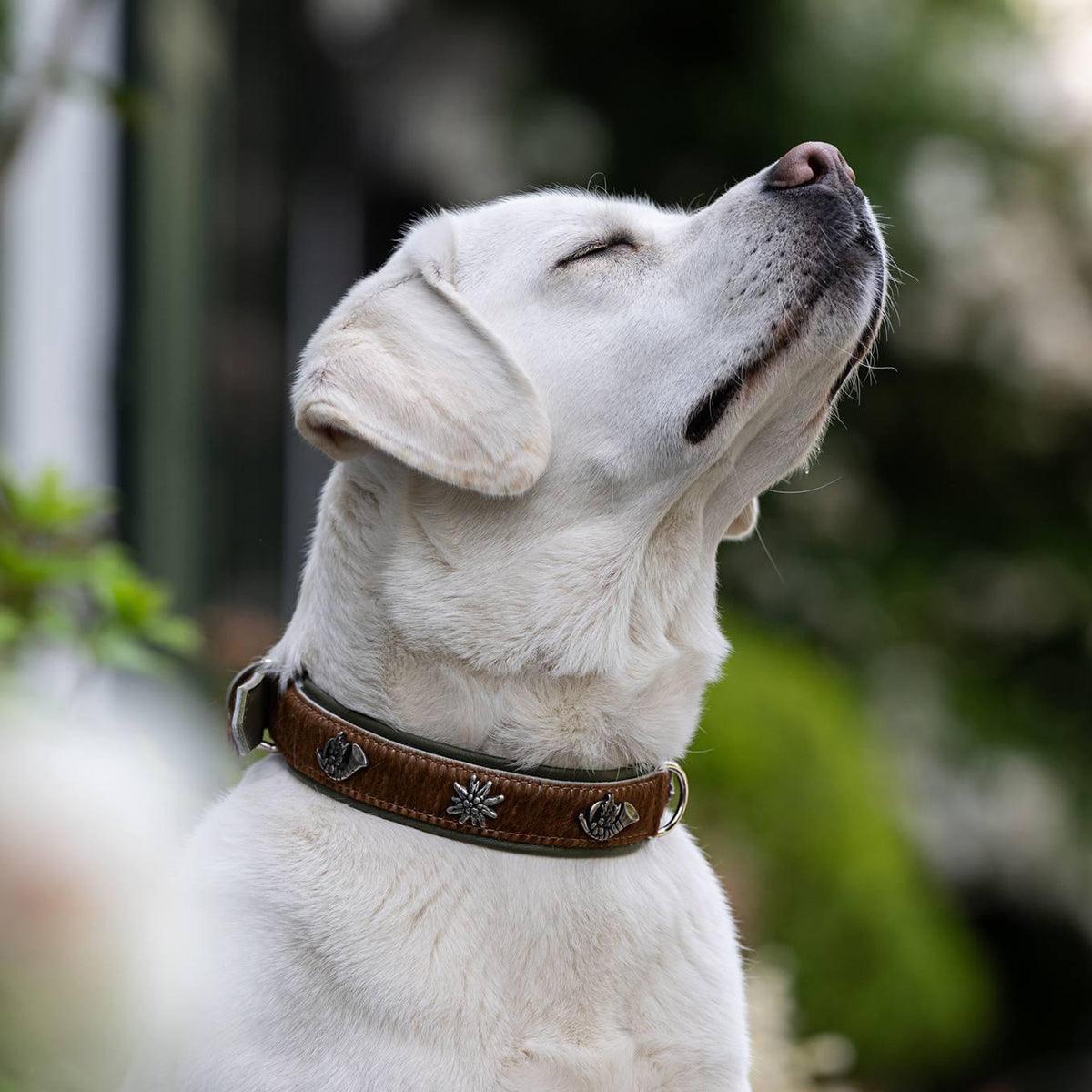 Collier pour chien en cuir décoré - SWISS - Kasibe