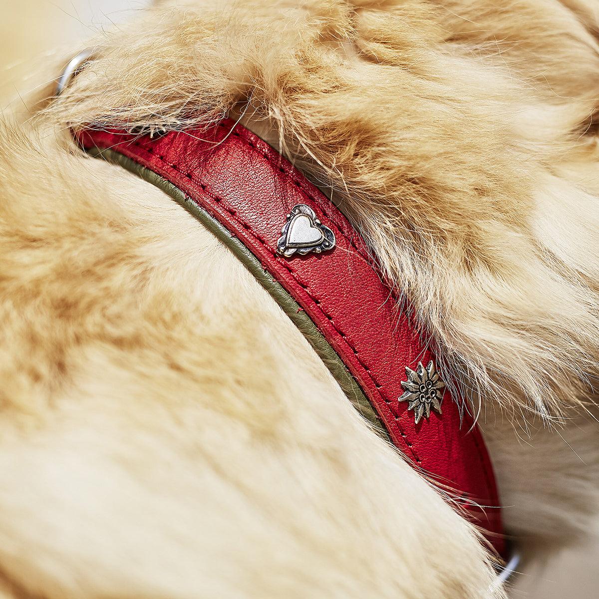 Collier pour chien en cuir décoré - SWISS - Kasibe
