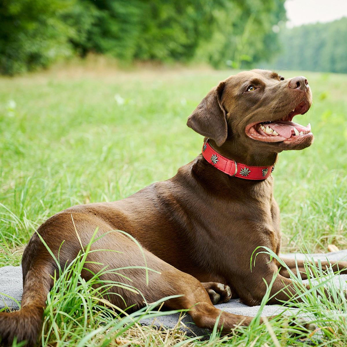 Collier pour chien en cuir décoré - SWISS - Kasibe