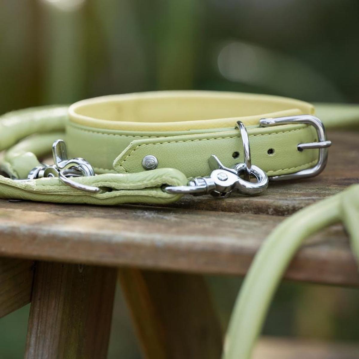 Collier pour chien en cuir large - AMICI - Kasibe