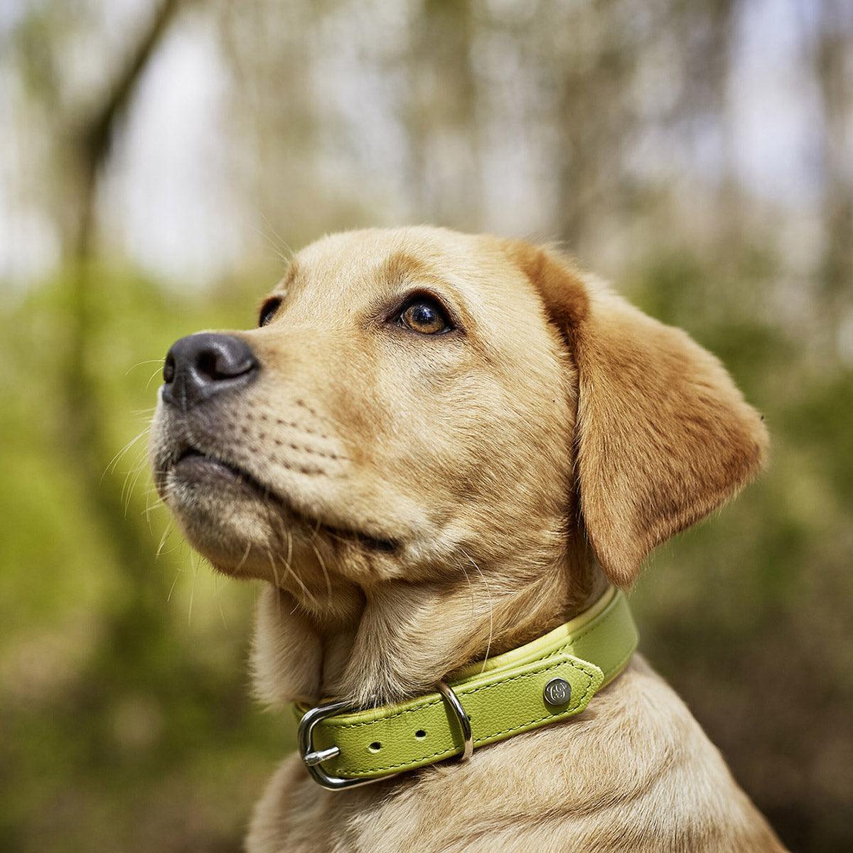 Collier pour chien en cuir large - AMICI - Kasibe