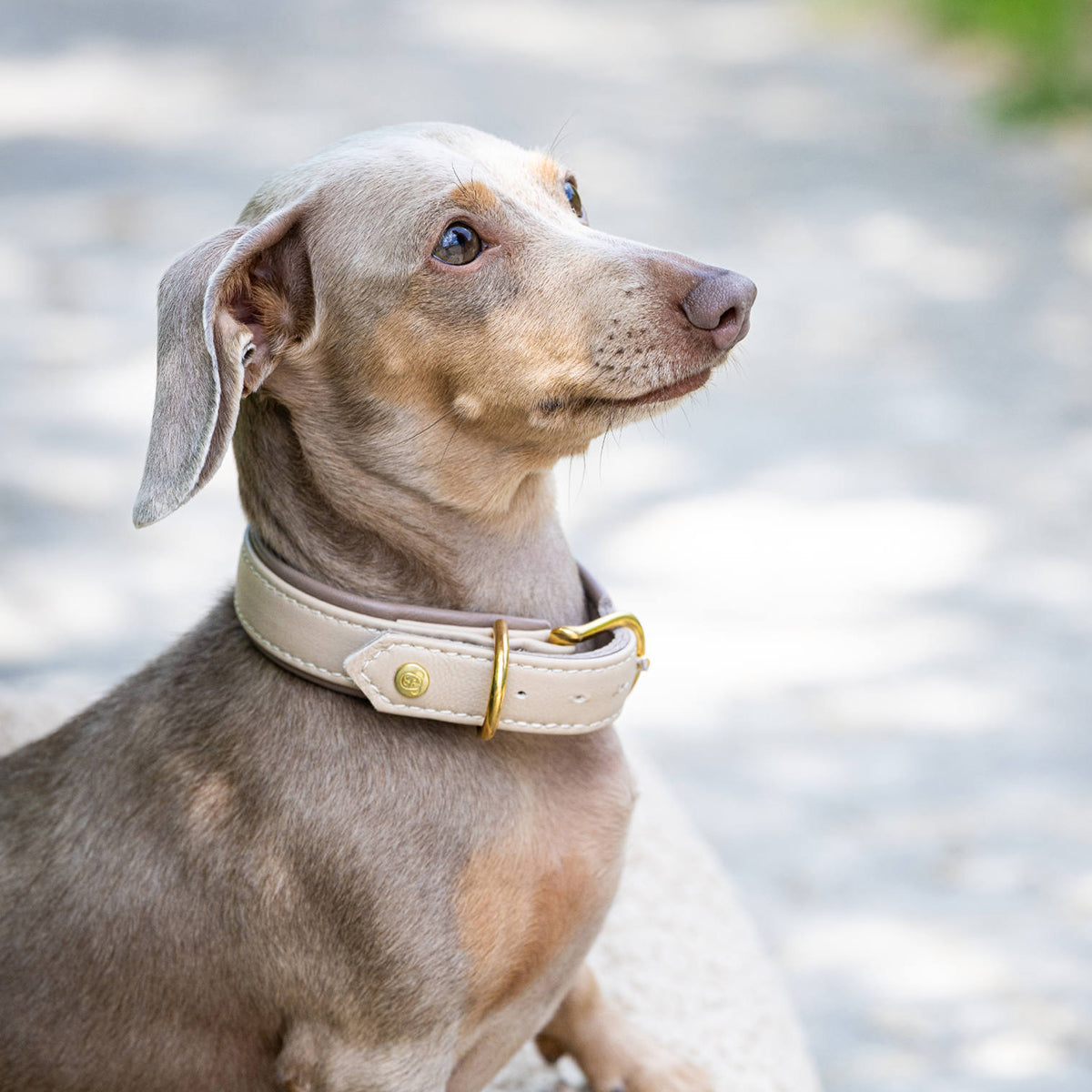Collier pour chien en cuir large - AMICI - Kasibe