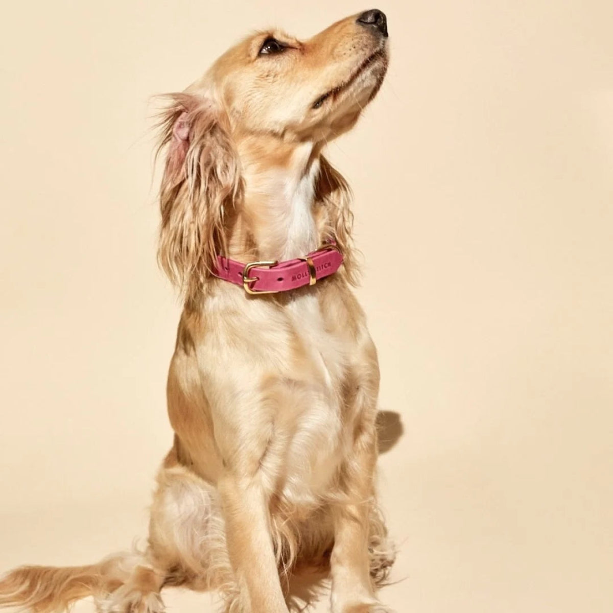 Collier pour chien en cuir rose - BUTTER FLAMINGO - Kasibe