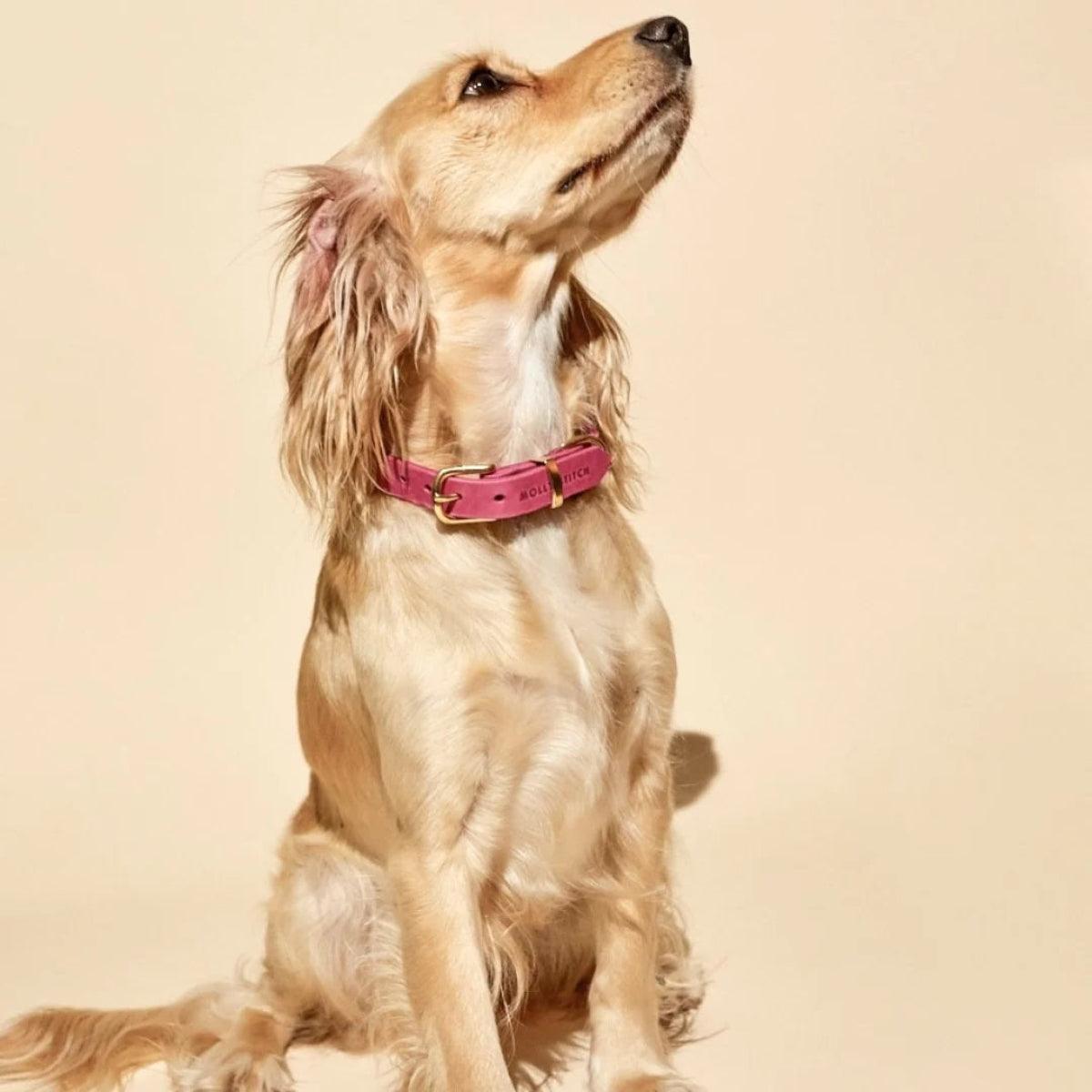 Collier pour chien en cuir rose - BUTTER FLAMINGO - Kasibe