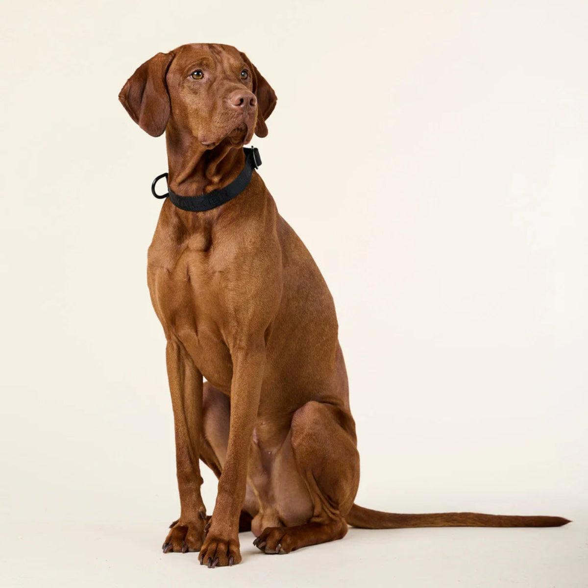 Collier pour chien en nylon - APEX - Kasibe