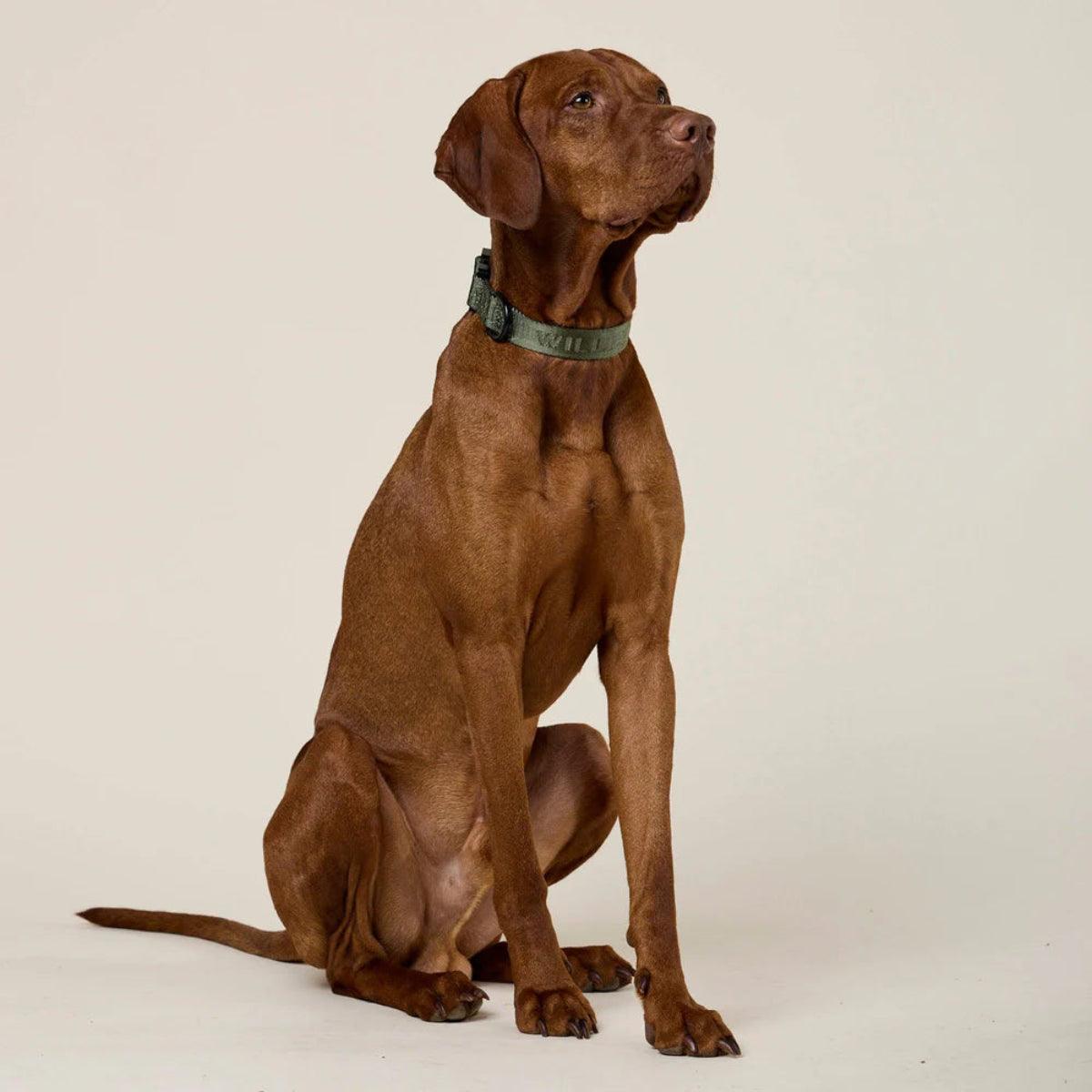 Collier pour chien en nylon - APEX - Kasibe