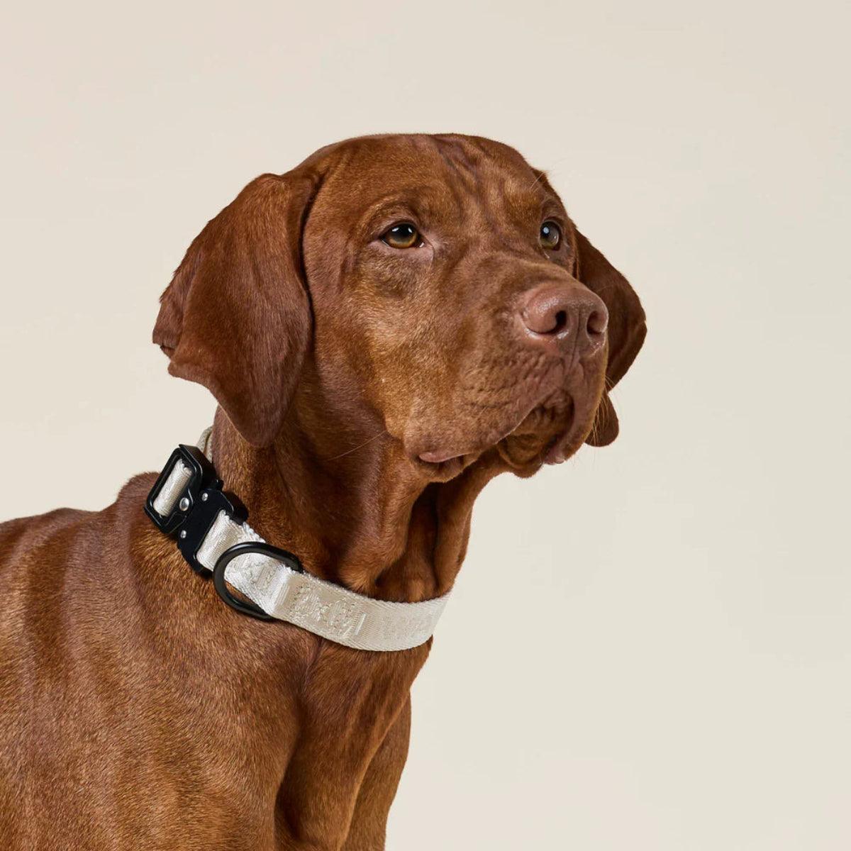 Collier pour chien en nylon - APEX - Kasibe