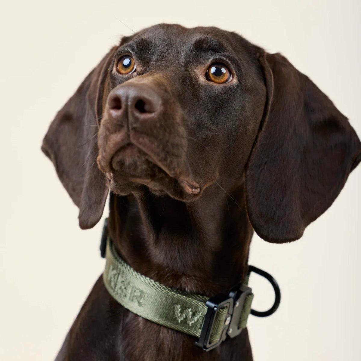 Collier pour chien en nylon - APEX - Kasibe