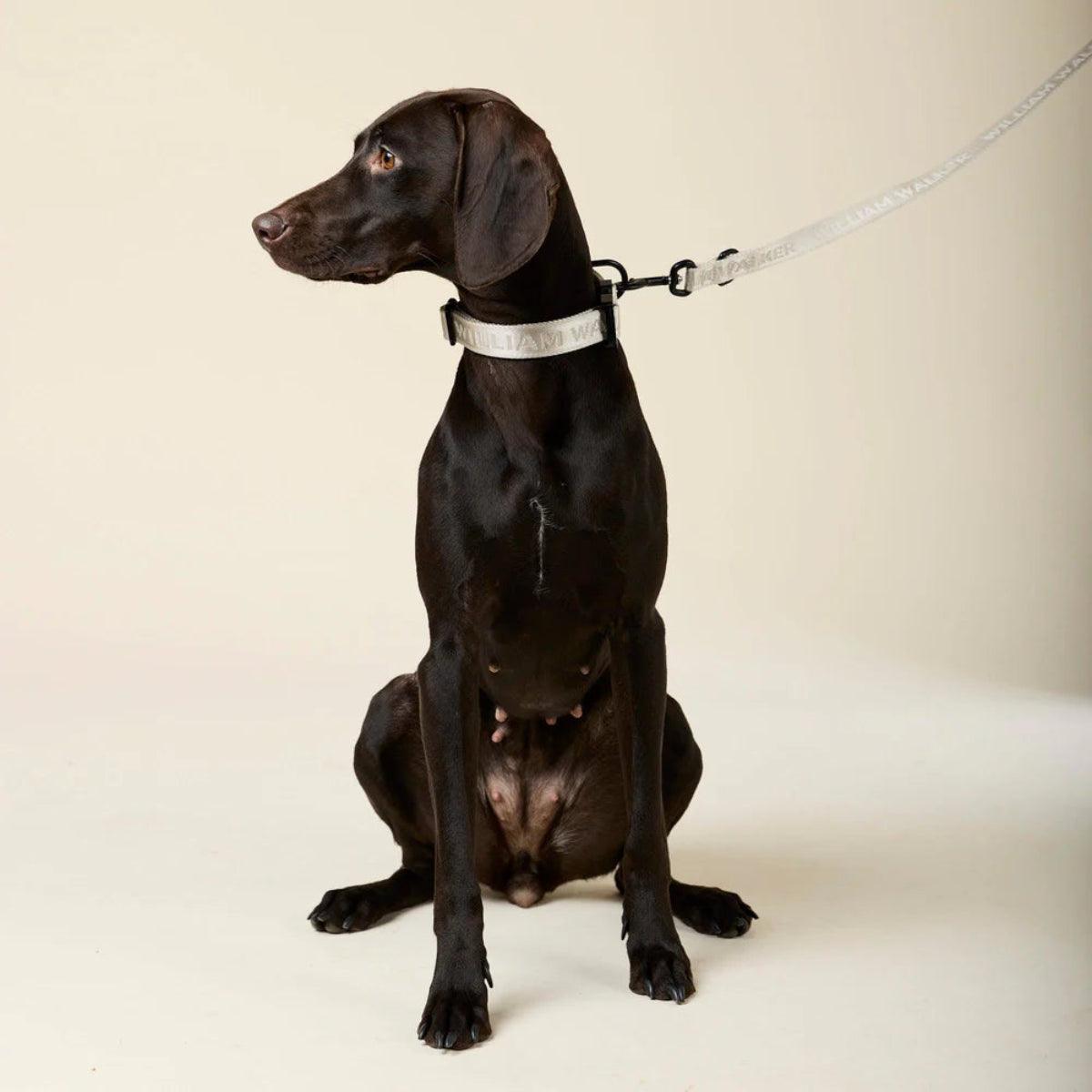 Collier pour chien en nylon - APEX - Kasibe