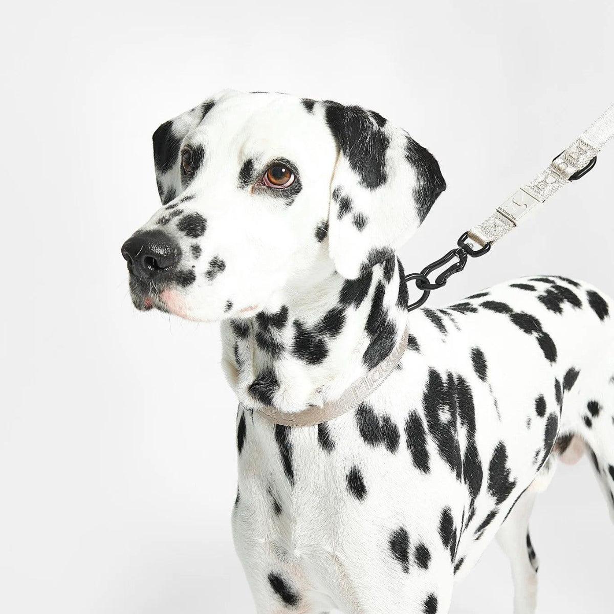 Collier pour chien en nylon - MODENA - Kasibe