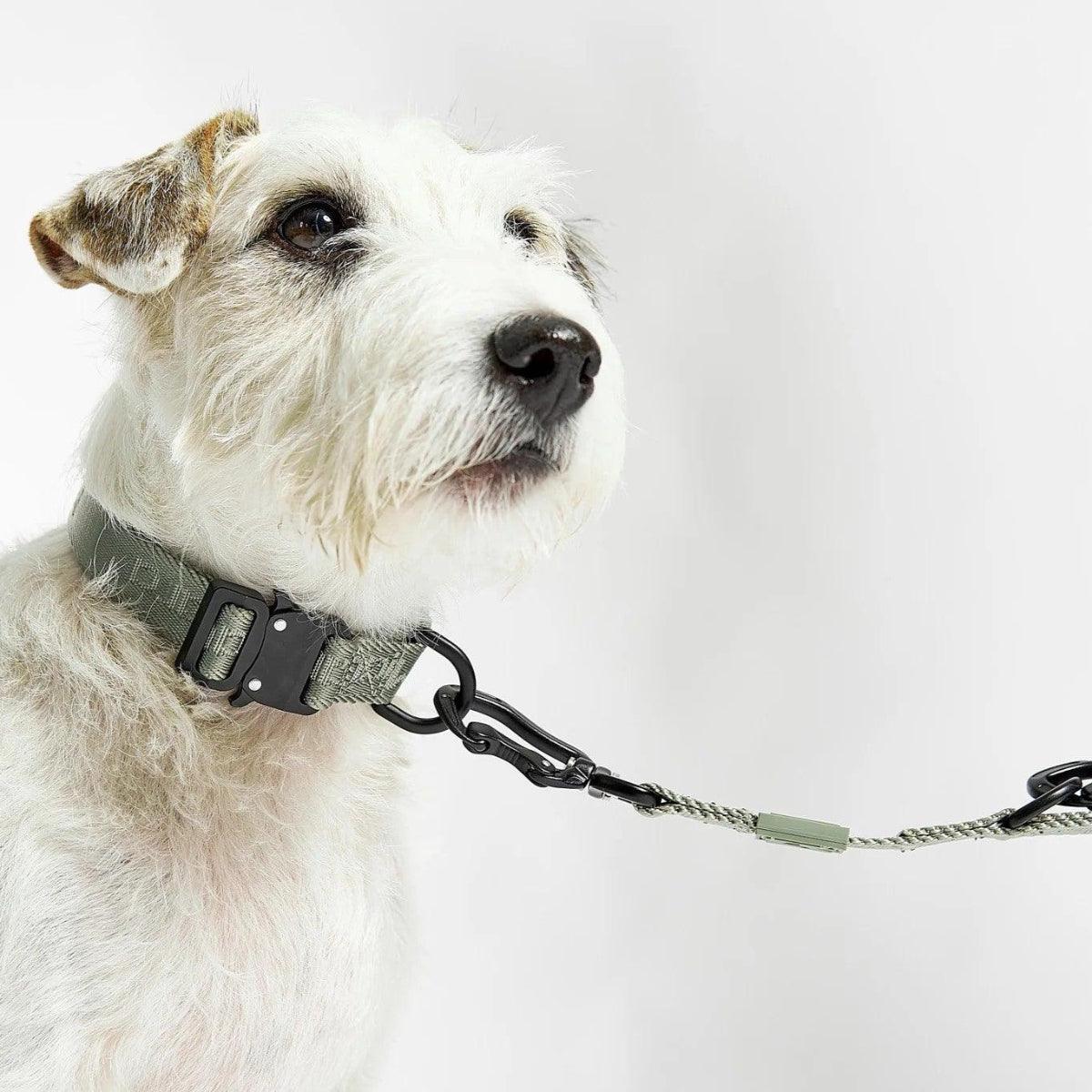 Collier pour chien en nylon - MODENA - Kasibe