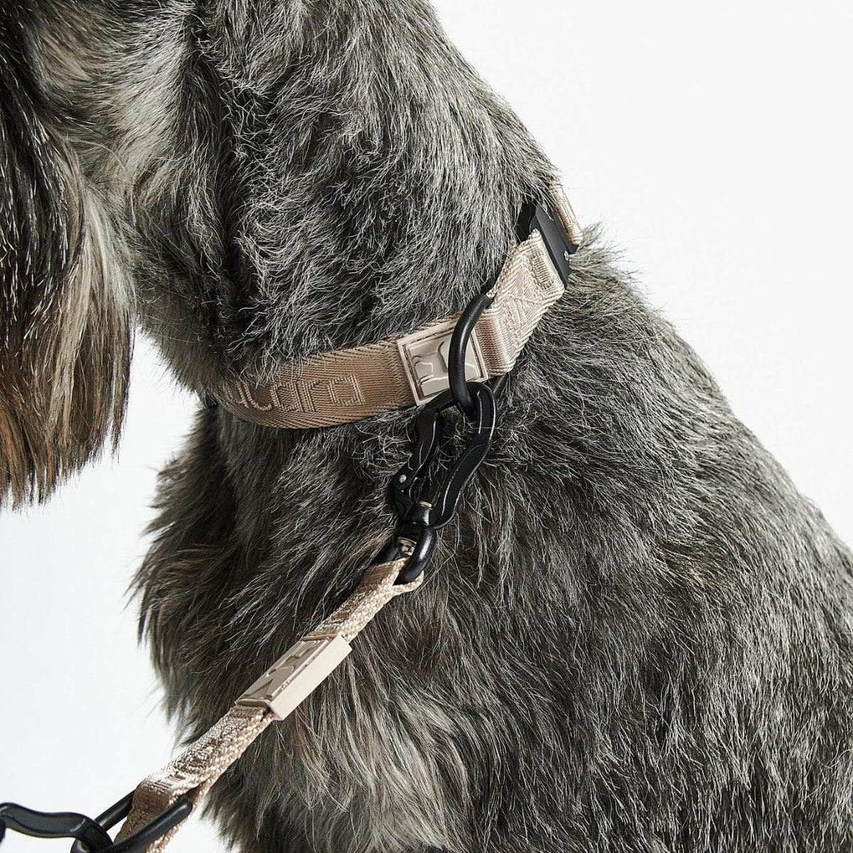 Collier pour chien en nylon - MODENA - Kasibe