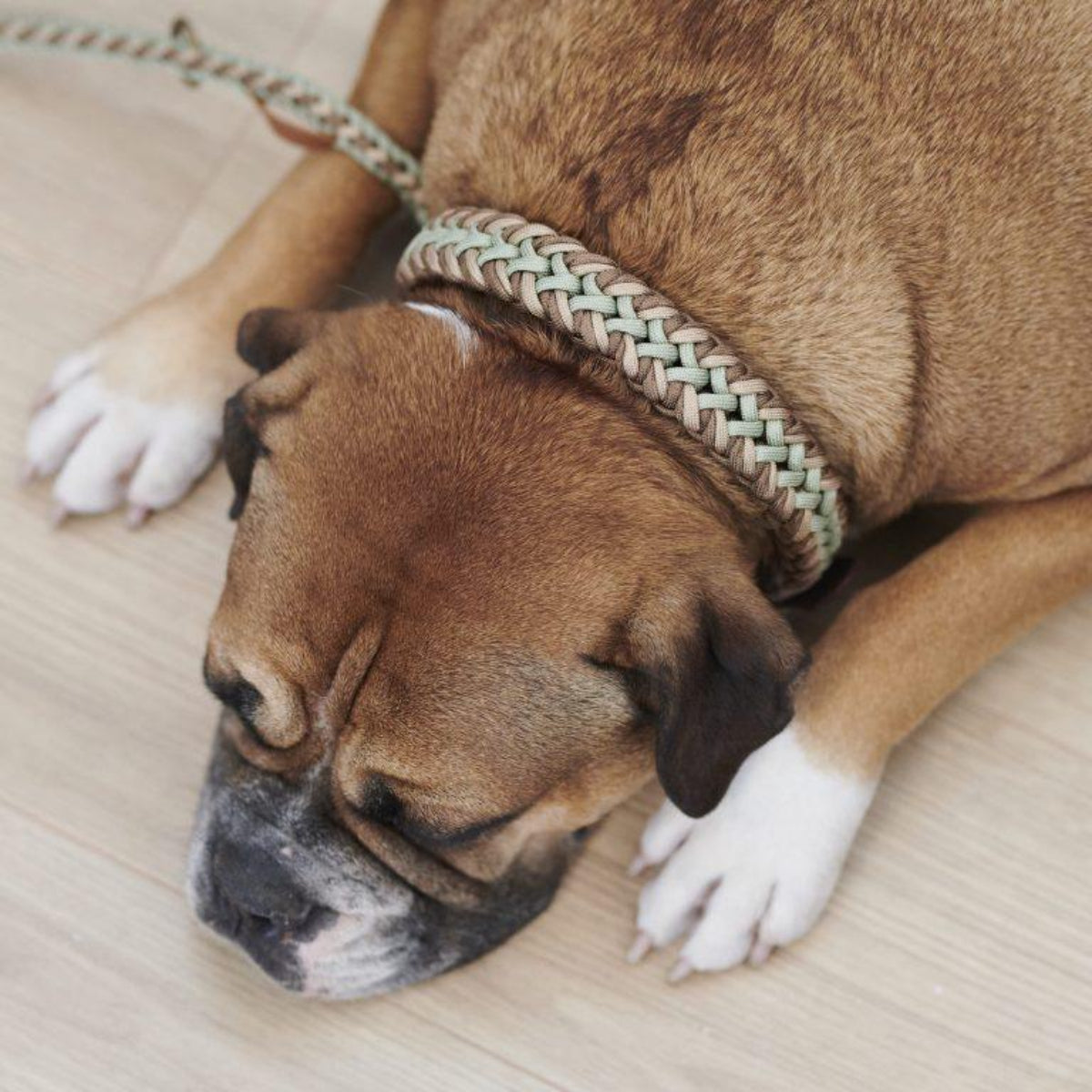Collier pour chien en paracorde - PARACORD - Kasibe