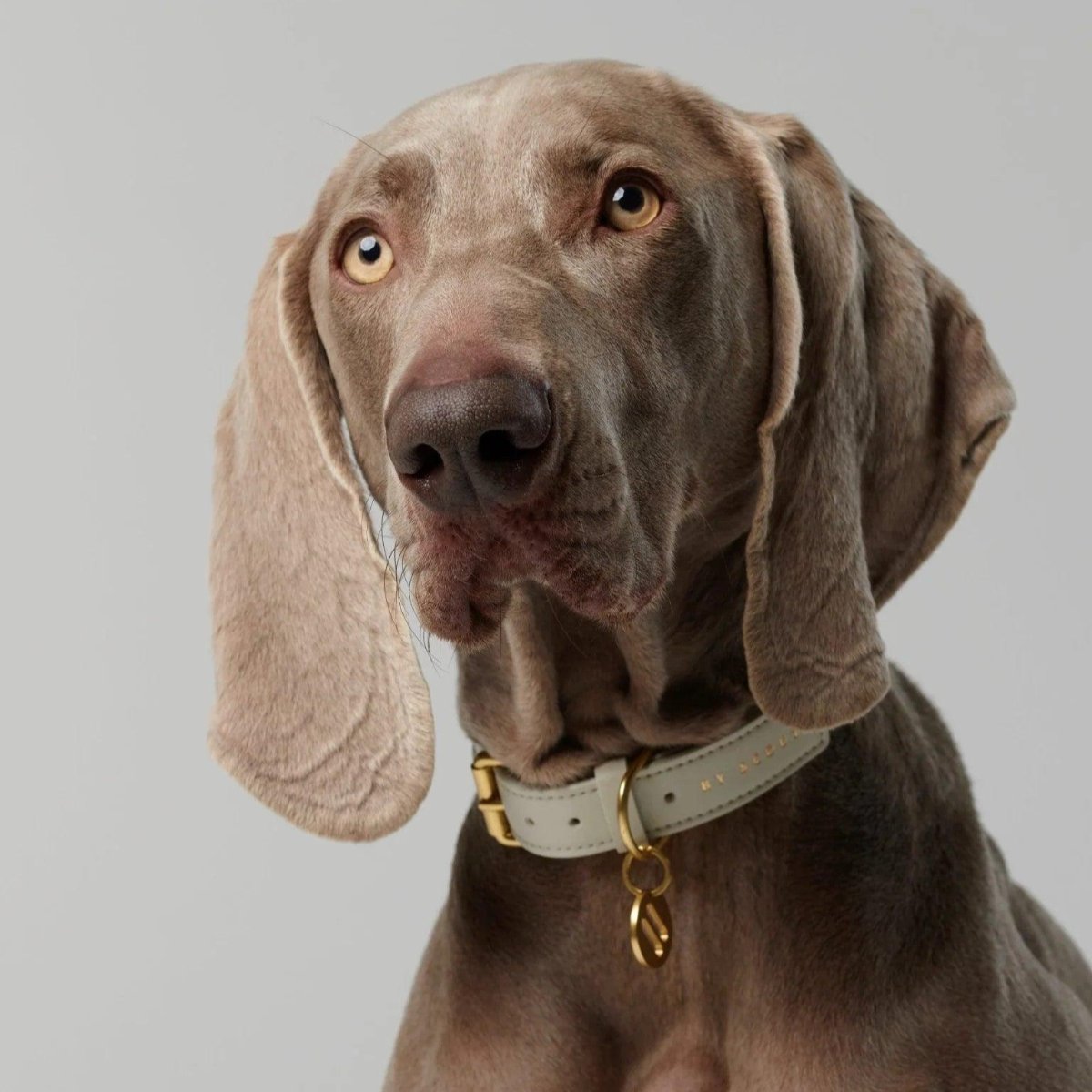 Collier pour chien éthique - MELA CAPISTA - Kasibe