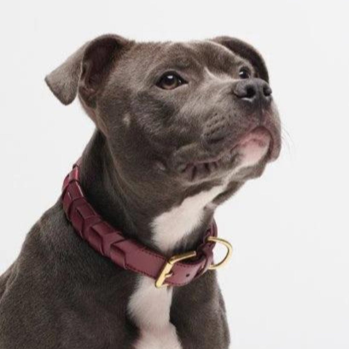 Collier pour chien éthique - MELA CAPISTA - Kasibe