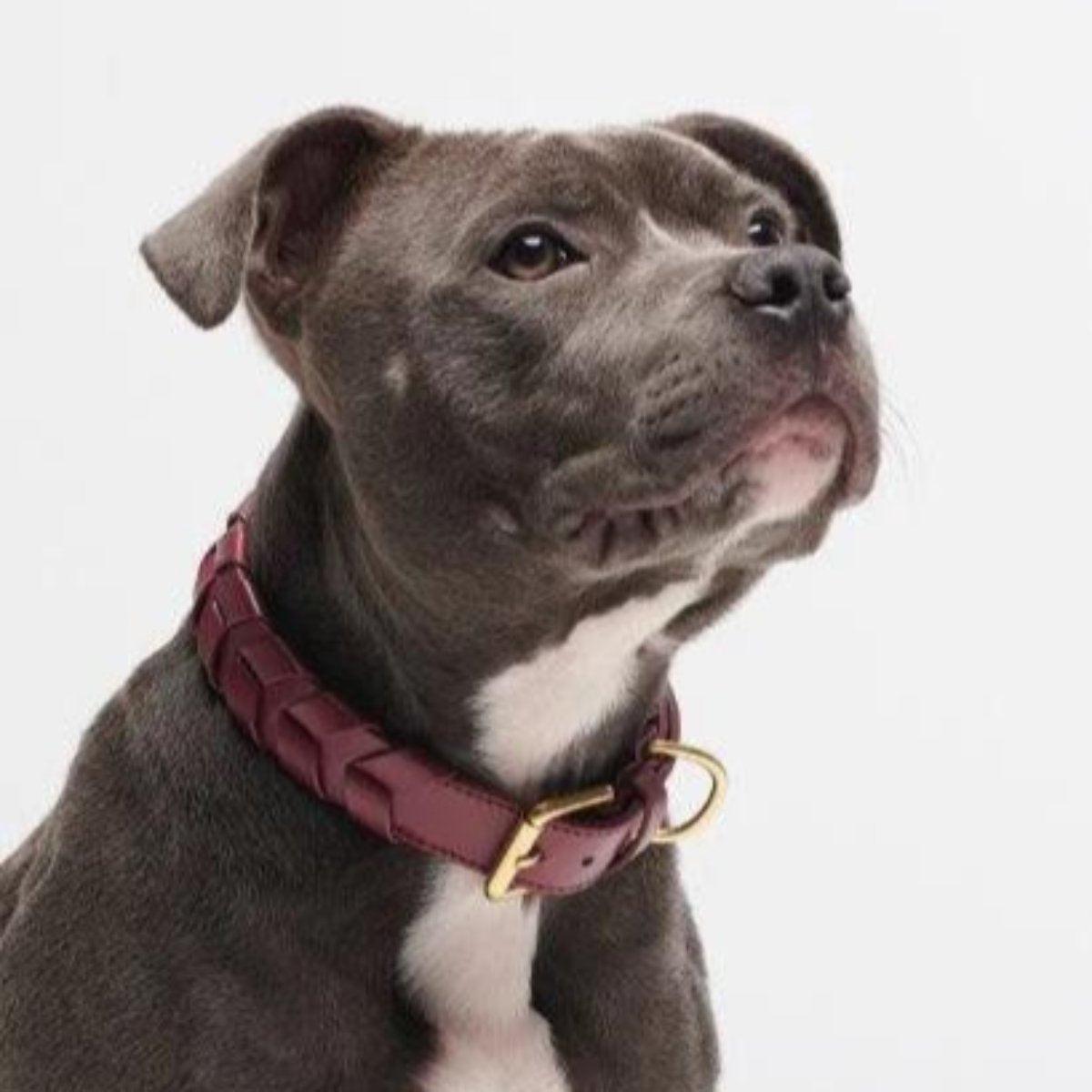 Collier pour chien éthique - MELA CAPISTA - Kasibe
