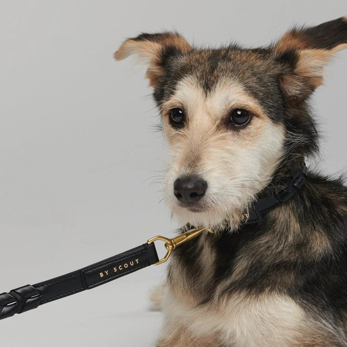Collier pour chien éthique - MELA CAPISTA - Kasibe