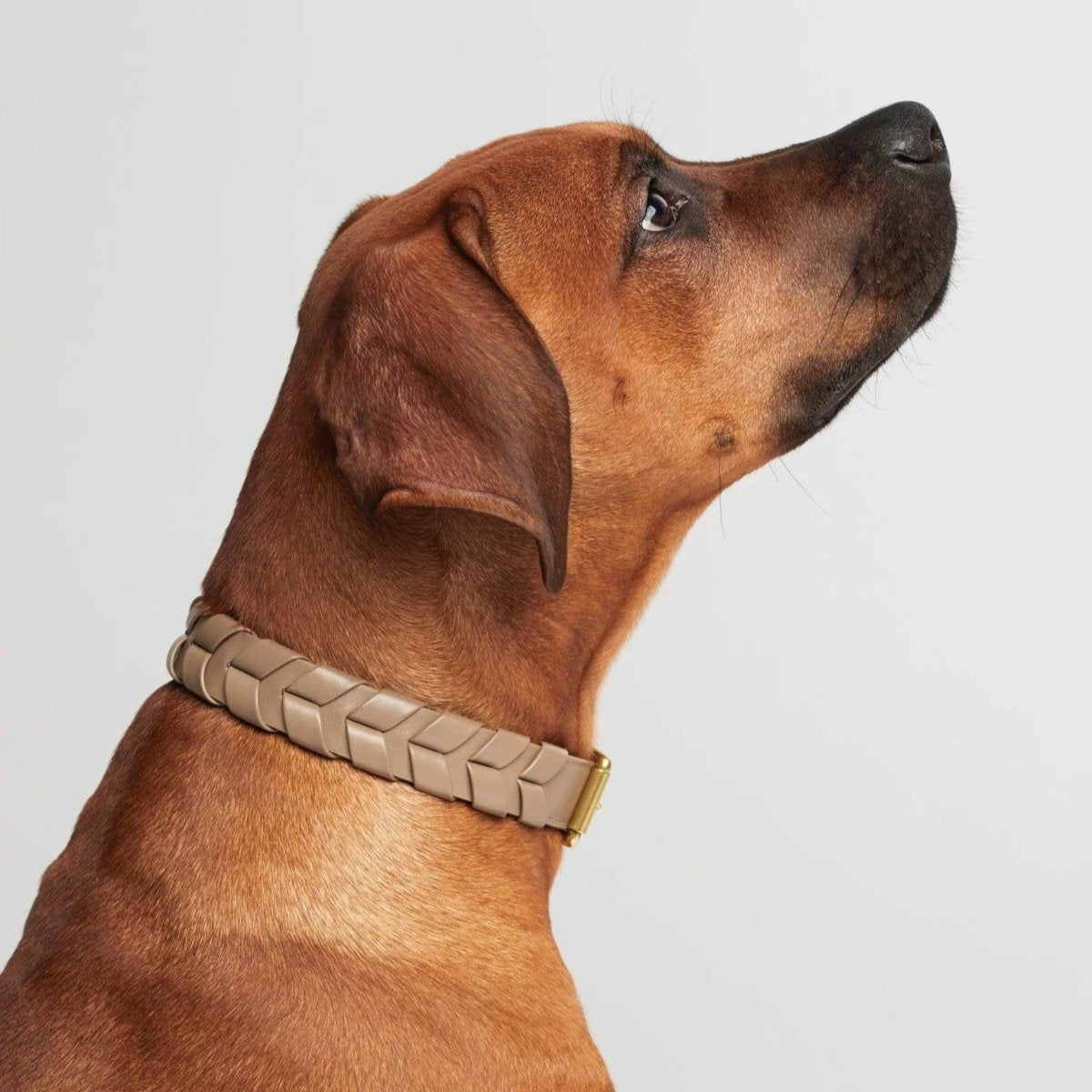 Collier pour chien éthique - MELA CAPISTA - Kasibe