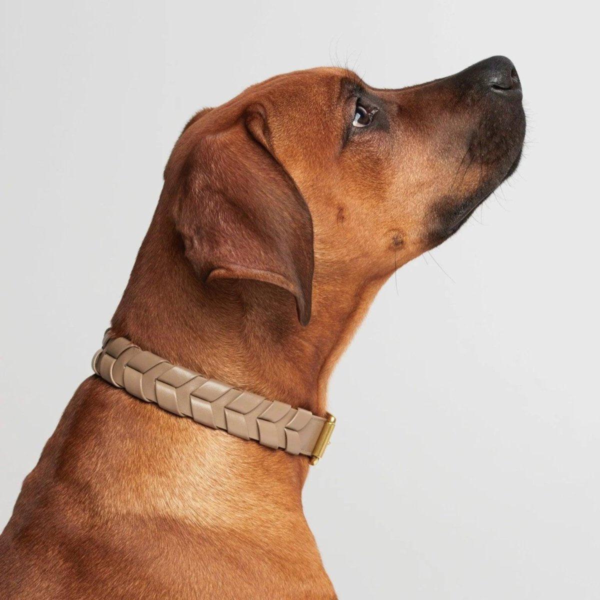 Collier pour chien éthique - MELA CAPISTA - Kasibe