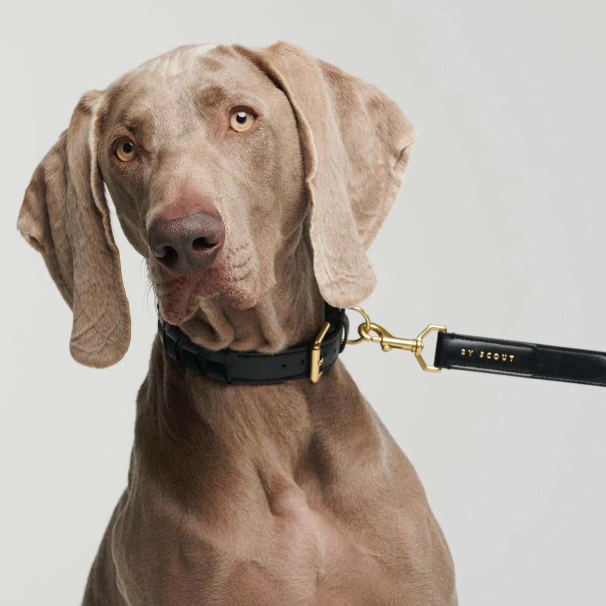 Collier pour chien éthique - MELA CAPISTA - Kasibe