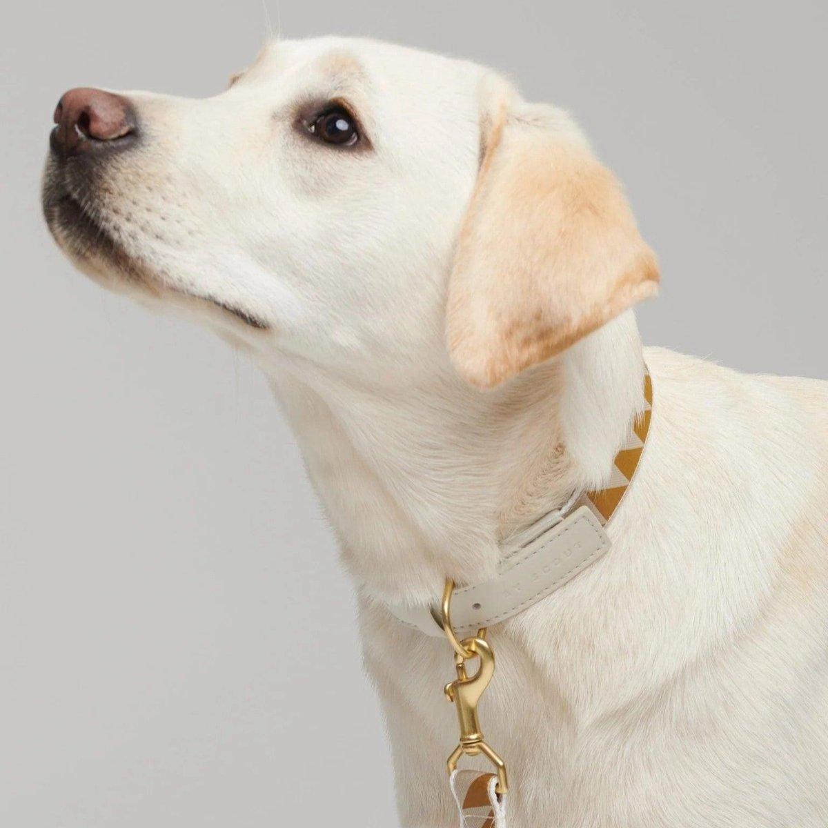 Collier pour chien haut de gamme - HEY SCOUT - Kasibe