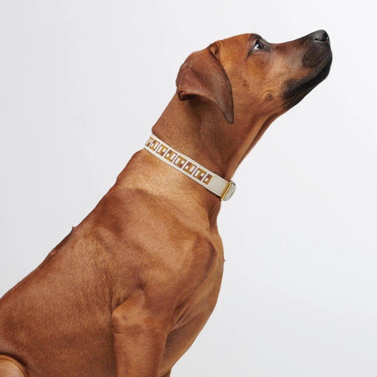 Collier pour chien haut de gamme - HEY SCOUT - Kasibe