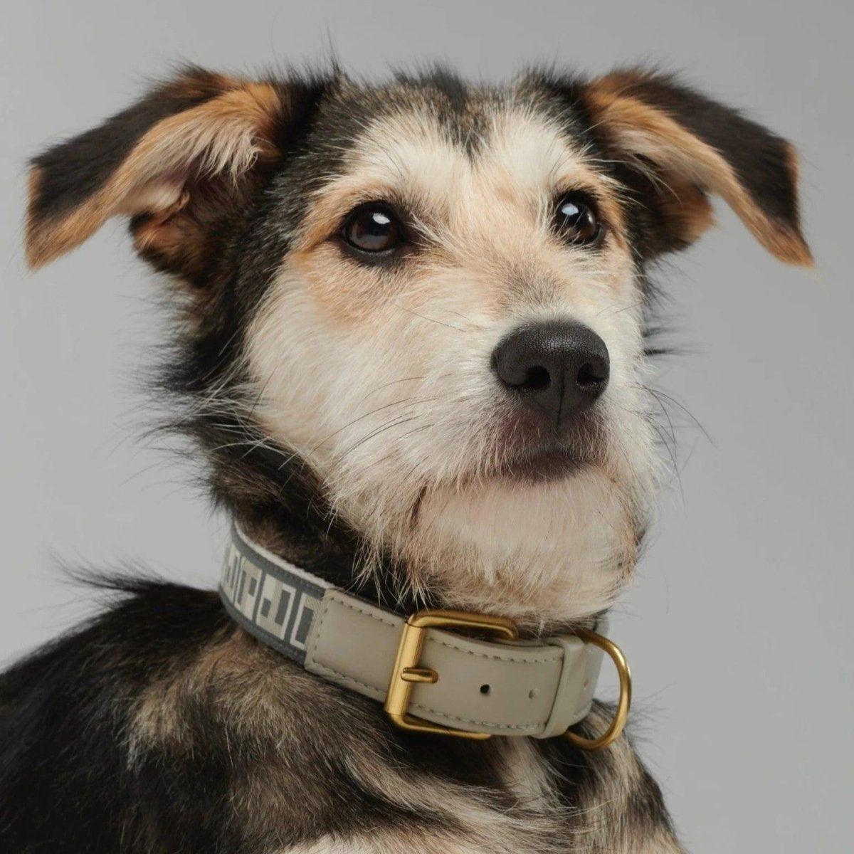 Collier pour chien haut de gamme - HEY SCOUT - Kasibe